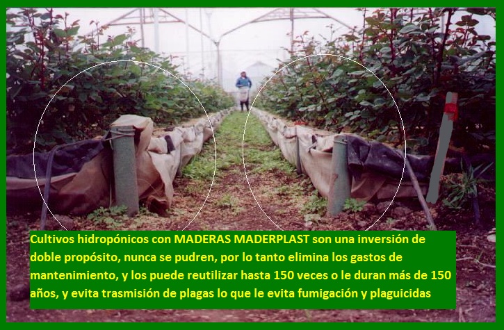 hidroponía como se preparan cultivos hidropónicos flores hidropónicas como se hace el cultivo tecnificado flor de invernadero cultivo hidropónico tecnificado maderplast surcos camas tutores 012 hidroponía como se preparan cultivos hidropónicos flores hidropónicas como se hace el cultivo tecnificado flor de invernadero cultivo hidropónico tecnificado maderplast surcos camas tutores 012 hidroponía como se preparan cultivos hidropónicos flores hidropónicas como se hace el cultivo tecnificado flor de invernadero cultivo hidropónico tecnificado maderplast surcos camas tutores 012